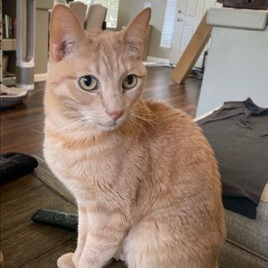 Meet your Posher, Elizabeth